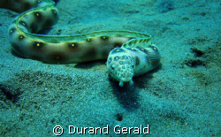 very nice serpentine by 10m in saline bay (french west in... by Durand Gerald 